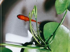 -七彩云南茶(七彩云南第壹城店)