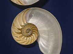 -青岛贝壳博物馆
