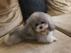 -BABYDOG宝贝狗宠物乐园(欧洲城店)