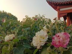 -武汉园博园(武汉自然博物馆)