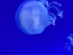 -海合安武汉极地海洋公园