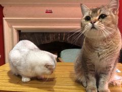 -猫色咖啡·猫咖