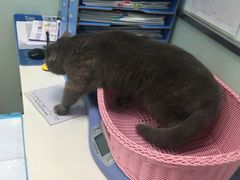-纳吉亚猫专科动物医院博雅分院