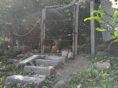 -大岭沟猕猴桃谷风景区