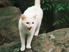 -崂山九水游览区