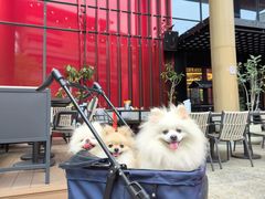 -Nord Grill&Bar Highland诺德西餐(深圳欢乐海岸店)