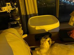 -猫大福·Fortune Cat猫舍(百子湾店)