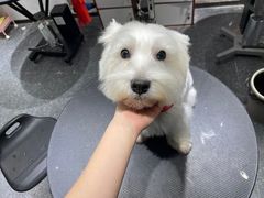 -宠物家(双井店)