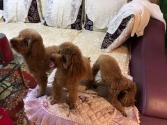 -瑞派福兴宠物医院犬猫全科·骨科·中西医结合(河东店)