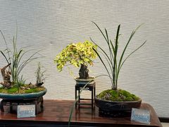 -上海醉白池公园