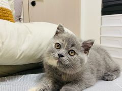 -猫十亿·布偶金渐层·曼基康矮脚猫舍(青年路店)