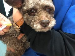 -喜洋洋宠物医院(震川路总店)