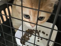 -瑞鹏宠物医院·宠保定点·心脏科·内科(御桥分院)