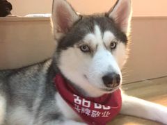 -Husky Go! 哈士奇体验馆·宠物咖啡厅狗咖