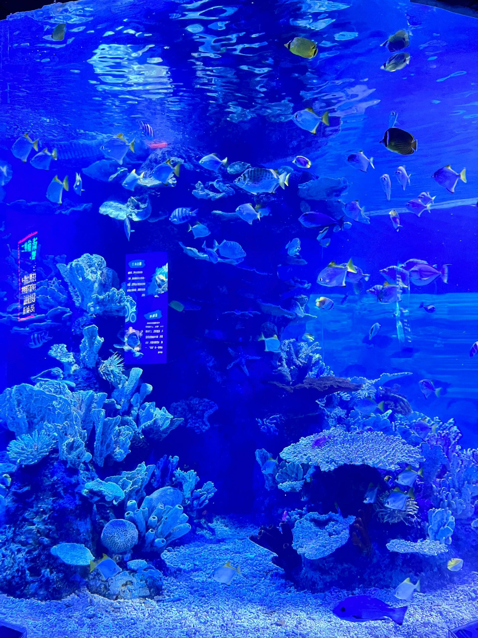 市区内的海洋童话