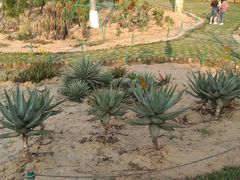 -东莞植物园