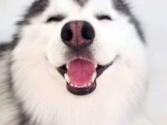 -门三哥泡菜鱼(丹徒店)