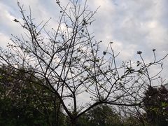 -龙头寺公园