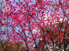 -天适樱花悠乐园