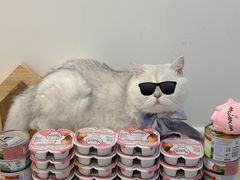 -帕帕拉兹宠物(亚洲旗舰店)