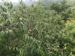 -大岭沟猕猴桃谷风景区