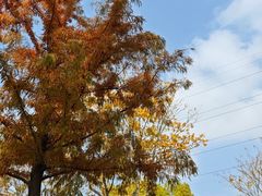 -上海长兴岛郊野公园