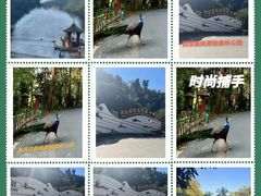 -西双版纳原始森林公园