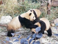 -成都大熊猫繁育研究基地
