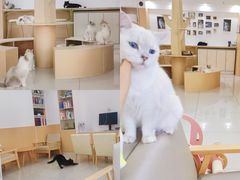 -鼓捣猫呢主题猫咖店
