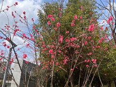 -桃花岭景区