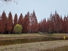 -黄海国家森林公园