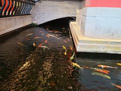 -龙悦湾酒家·八阵鱼生·渔人码头店