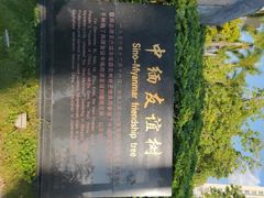 -中缅友谊树