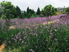 -中国香山·寿香谷