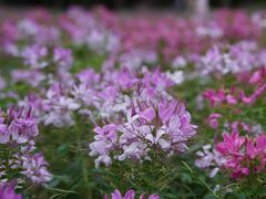 -上海滨江森林公园