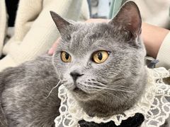 -共舞时光猫咖·狗咖(新街口店)