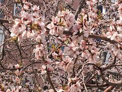 -桃花堤公园