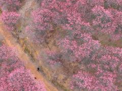 -新建村梅花