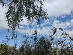 -长兴太湖图影湿地文化园