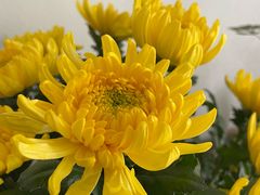 -溪岸路花鸟市场