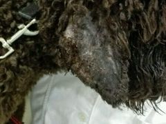 -荣耀金沙动物医院(清江西路店)