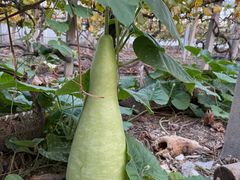 -马陆小张葡萄园农家乐