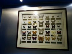 android_upload_pic-上海昆虫博物馆