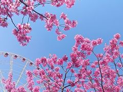-顾村公园