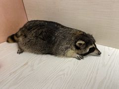 -浣熊柯尔鸭土拨鼠·电玩咖
