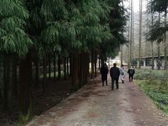 -华蓥山水杉山庄