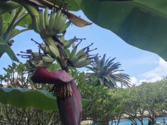 -西双版纳融创皇冠假日度假酒店