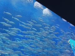 -成都浩海立方海洋公园