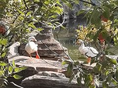 -东湖落雁景区
