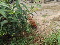 -高荡千年布依古寨旅游景区